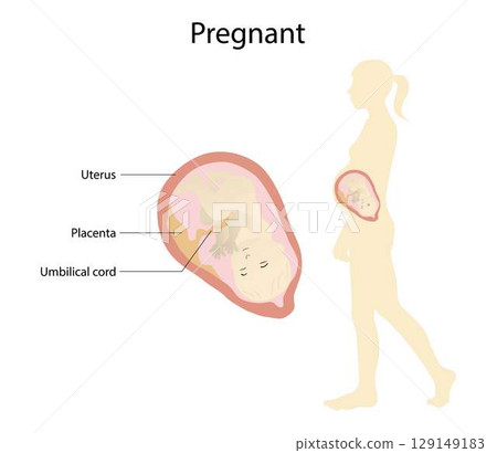 illustration of biology and Medical, pregnancy in humans, Pregnancy is when a female mammal has an unborn baby inside her 129149183
