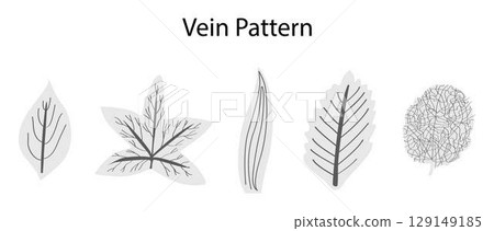 illustration of Biology and plant kingdom, vein patterns in leaves, The arrangement of veins in a leaf is called the venation pattern, Monocots and dicots differ in their patterns of venation 129149185