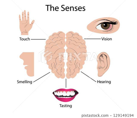 illustration of biology and medical, sense is a biological system used by an organism for sensation, In organisms, a sensory organ consists of a group of interrelated sensory cells, Sensory organs illustration of biology and medical, sense is a biological system used by an organism for sensation, In organisms, a sensory organ consists of a group of interrelated sensory cells, Sensory organs 129149194