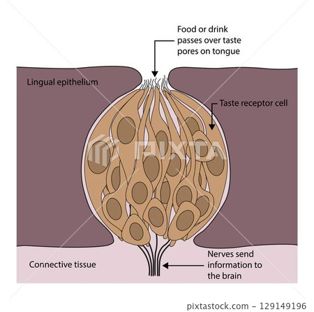 illustration of biology, Taste buds are sensory organs that are found on tongue, Taste receptor cells, Anatomy of the Taste Buds, sense of taste 129149196