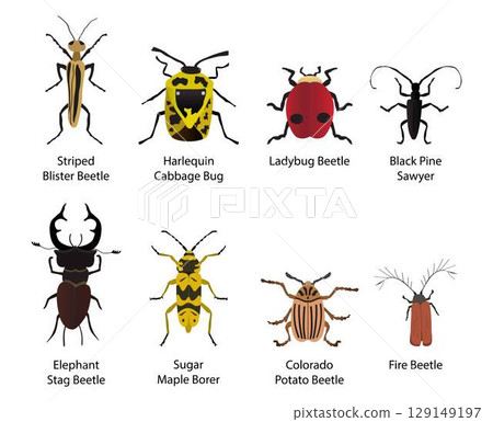 illustration of biology and animals, arachnids and insects, different types of insects, The shape, size and color of each insect, insect kingdom, Bug biodiversity illustration of biology and animals, arachnids and insects, different types of insects, The shape, size and color of each insect, insect kingdom, Bug biodiversity 129149197