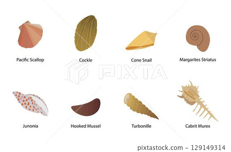 illustration of biology and animals, different types of shell, The shell is part of the body of the animal, illustration of biology and animals, different types of shell, The shell is part of the body of the animal, 129149314