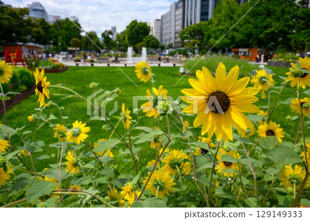 Summer sunflowers_8869 Summer sunflowers_8869 129149333