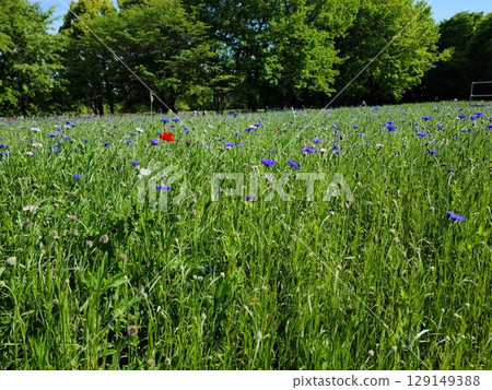 Beautiful flowers in the park Beautiful flowers in the park 129149388