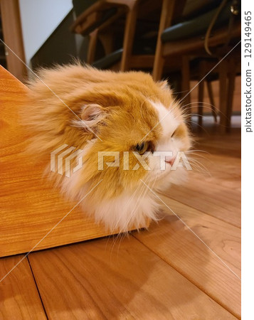 Scottish Fold with only the head visible Scottish Fold with only the head visible 129149465