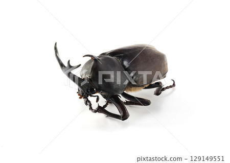 Rhinoceros beetle corpse white background 129149551