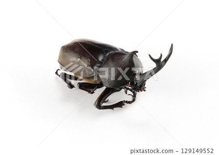 Rhinoceros beetle corpse white background 129149552