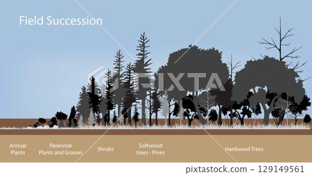 illustration of biology, Forest Succession and Wildlife, Ecological succession is the process of change in the species structure of an ecological community over time 129149561
