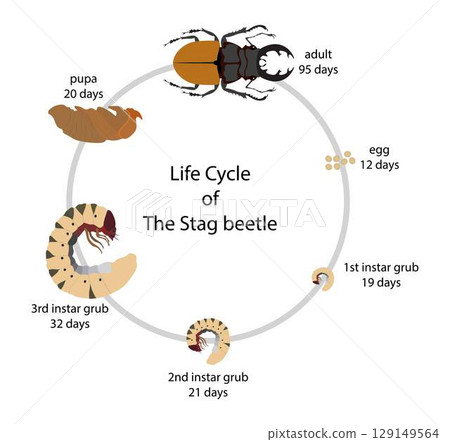 illustration of Biology and zoology, The life cycle of a Stag Beetle, Stag beetles have a very secluded long life cycle, Bug biodiversity 129149564