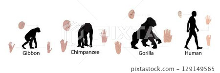 illustration of biology and anthropology, Differences between humans and monkeys, Human Physiology 129149565