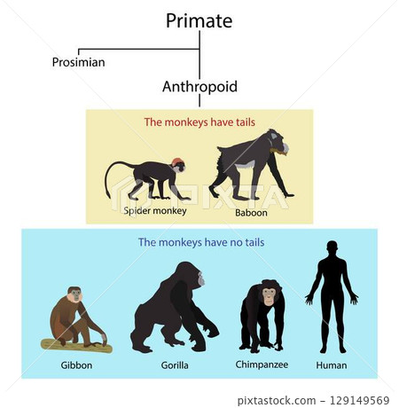 illustration of biology and human evolution, Monkeys and apes are different, Monkeys have tails, Apes do not have tails illustration of biology and human evolution, Monkeys and apes are different, Monkeys have tails, Apes do not have tails 129149569