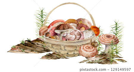 Basket full of picked mushrooms, horsetail plant on bark with moss lichen growth, autumn forest harvest of bolete russula webcap milk-cap fungi. Autumn forest illustration hand drawn in watercolor. Basket full of picked mushrooms, horsetail plant on bark with moss lichen growth, autumn forest harvest of bolete russula webcap milk-cap fungi. Autumn forest illustration hand drawn in watercolor. 129149597