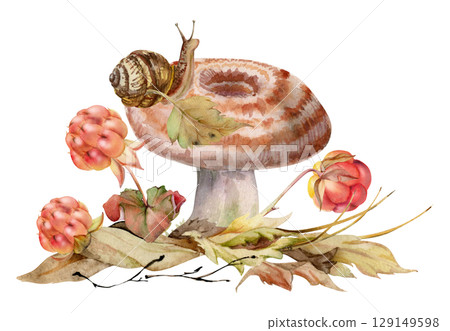 Lactarius milk-cap russula striped mushroom, snail on cap, cloudberry berries, dried pine needles, autumn leaves pile. Fungus nature illustration hand drawn in watercolor. Forest floor woodland scene Lactarius milk-cap russula striped mushroom, snail on cap, cloudberry berries, dried pine needles, autumn leaves pile. Fungus nature illustration hand drawn in watercolor. Forest floor woodland scene 129149598