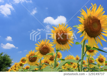 Sunflowers in full bloom Large sunflowers 129149737