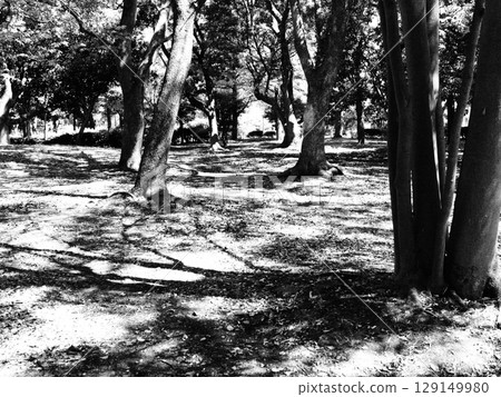 Image of shade and summer 129149980