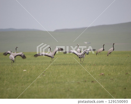A flock of Demoiselle Cranes flapping their wings 129150093