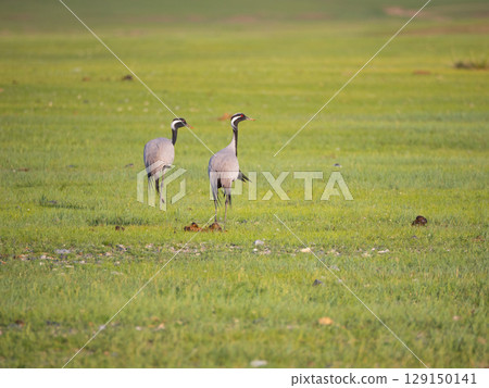 蓑羽鶴對 129150141