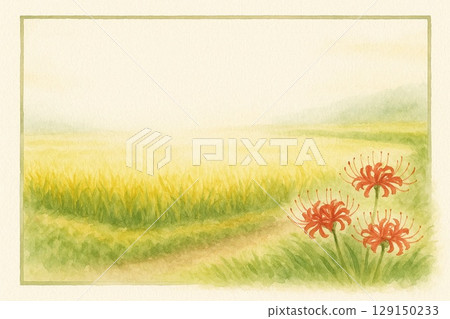 群集孤挺花盛開在稻田的山脊上 129150233