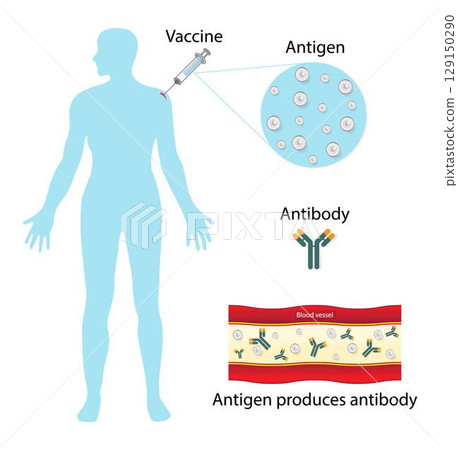 illustration of biology and medical, Antigen produces antibody, Antibodies are naturally produced by plasma cells within the human body, Antigens and antibodies work together in your immune system 129150290