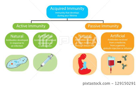 illustration of biology and medical, Acquired immunity, Immunity that develops during lifetime, Active immunity and Passive immunity, Antibodies received from mother and a medicine, Passive immunity 129150291