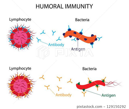 bacteria, cells, hemoglobin 129150292
