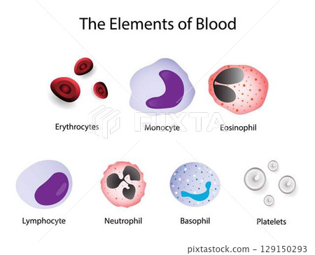 illustration of biology and medical, The elements of blood, Blood is a body fluid in the circulatory system of humans and other vertebrates, different types of blood, erythrocytes, leukocytes illustration of biology and medical, The elements of blood, Blood is a body fluid in the circulatory system of humans and other vertebrates, different types of blood, erythrocytes, leukocytes 129150293
