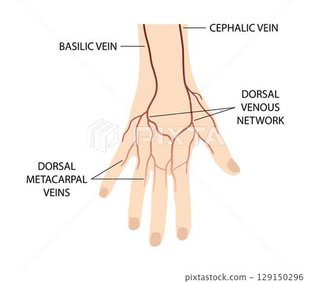 illustration of biology and medical, Body Anatomy, blood vessels on the back of the hand, Blood vessels and nerves of the hand, Dorsal view of right hand, Dorsal venous network of hand illustration of biology and medical, Body Anatomy, blood vessels on the back of the hand, Blood vessels and nerves of the hand, Dorsal view of right hand, Dorsal venous network of hand 129150296