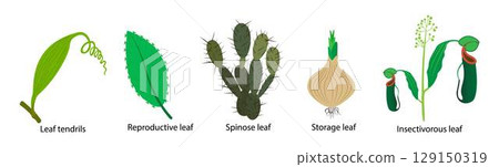 illustration of biology and plant kingdom, leaves of the cactus plants are modified into spines, thereby reducing the rates of transpiration and evaporation, Leaves have different functions 129150319