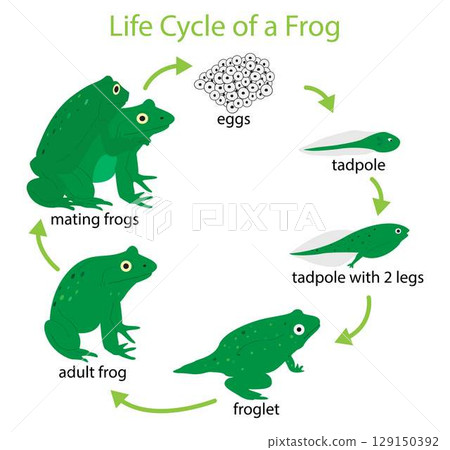 illustration of biology and animals, Life cycle of a frog, life cycle of a frog consists of three stages, egg, larva, adult, breeding season for frogs usually occurs during during the rainy season 129150392