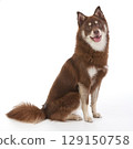 A Pomsky puppy sitting facing 129150758