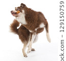 A Pomsky puppy lying down 129150759