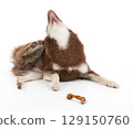 A Pomsky puppy scratching itself 129150760