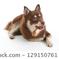 A Pomsky puppy lying down 129150761