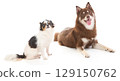 A Pomsky puppy with a Chihuahua dog 129150762