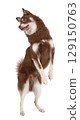 A Pomsky puppy jump 129150763