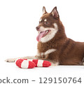 A Pomsky puppy with a toy 129150764