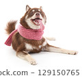 A Pomsky puppy wearing scarf 129150765