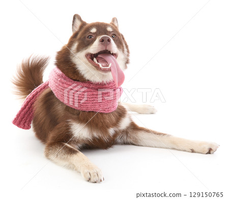 A Pomsky puppy wearing scarf 129150765