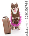 A Pomsky puppy with a suitcase 129150766