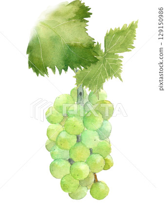 帶葉子的葡萄（Pione）水彩插圖[手繪]白色背景，可裁剪，有影印空間 129150986
