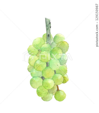 Watercolor illustration of grapes (Pione) [Hand-drawn] White background, for cutting out, copy space available 129150987