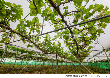 Rows of young organic plants growing in white insect protection marquee tent in smart vegetable farm. Concept of and farm glasshouse agriculture. Rows of young organic plants growing in white insect protection marquee tent in smart vegetable farm. Concept of and farm glasshouse agriculture. 129151107