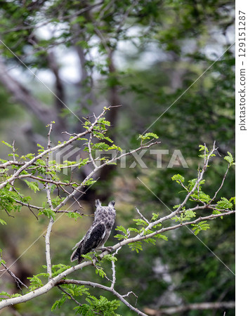 The southern white-faced owl, Ptilopsis granti, sits on a tree branch in wild nature, Kruger National Park, South Africa. The southern white-faced owl, Ptilopsis granti, sits on a tree branch in wild nature, Kruger National Park, South Africa. 129151287