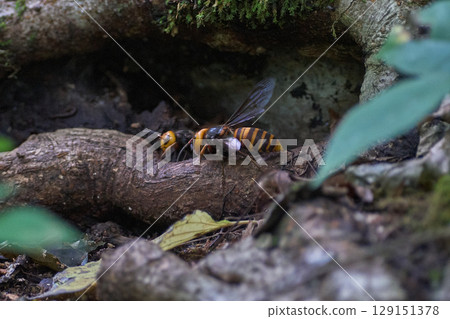 Asian giant hornet tree hollow 129151378