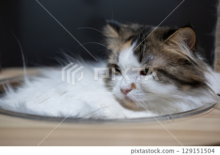 Close up of sleepy cute fluffy white cat in clear bowl on cat tree. Mixed breed cat between Maine Coon and Scottish Fold. 129151504