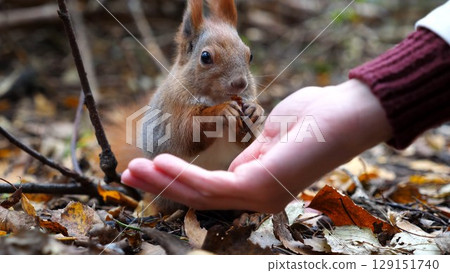 Wild fluffy squirrel taking nuts from female arm and gnawing it outdoor. Cute rodent eating food from hand of young girl at forest. Woman feeding hungry small sciurus to walnuts at autumn park Wild fluffy squirrel taking nuts from female arm and gnawing it outdoor. Cute rodent eating food from hand of young girl at forest. Woman feeding hungry small sciurus to walnuts at autumn park 129151740