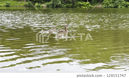 Mallard with ducklings floating in the lake at summer day. Mother duck with brood swimming at pond. Birds family in the nature habitat. Concept of animal wildlife. Close up Slow mo Mallard with ducklings floating in the lake at summer day. Mother duck with brood swimming at pond. Birds family in the nature habitat. Concept of animal wildlife. Close up Slow mo 129151747