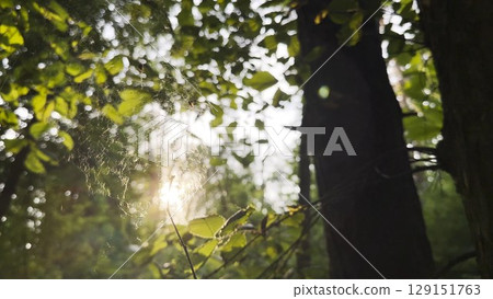 Spiderweb swaying in wind with sunlight at background. Spider builds a cobweb in forest. Beautiful scene on summer park at sunset. Concept of nature wildlife 129151763