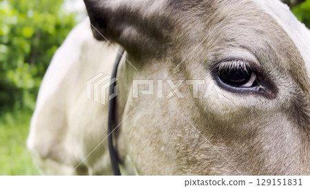 Close up to eye of cute gray cow at lawn. Sight of a friendly mammal animal at countryside. Profile of beautiful kine grazing outdoor. Cattle on pasture. Concept of livestock husbandry 129151831