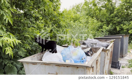 Black homeless cat standing in a dumpster at countryside. Stray kitten looking into camera from trash bin. Problem of protecting animals concept. Close up 129151845